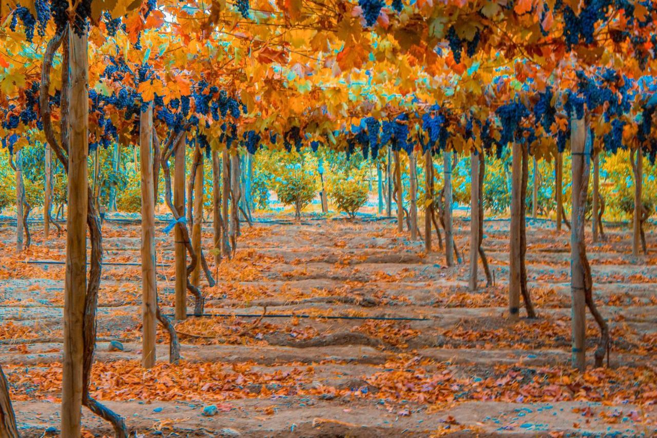 Cava Colchagua Boutique Hotel