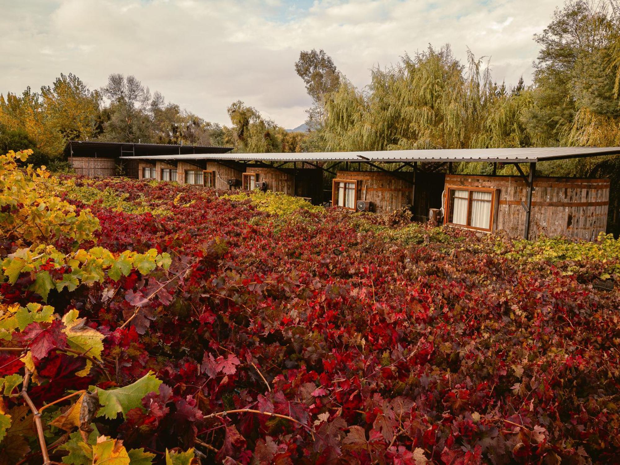 Cava Colchagua Boutique 2* Santa Cruz