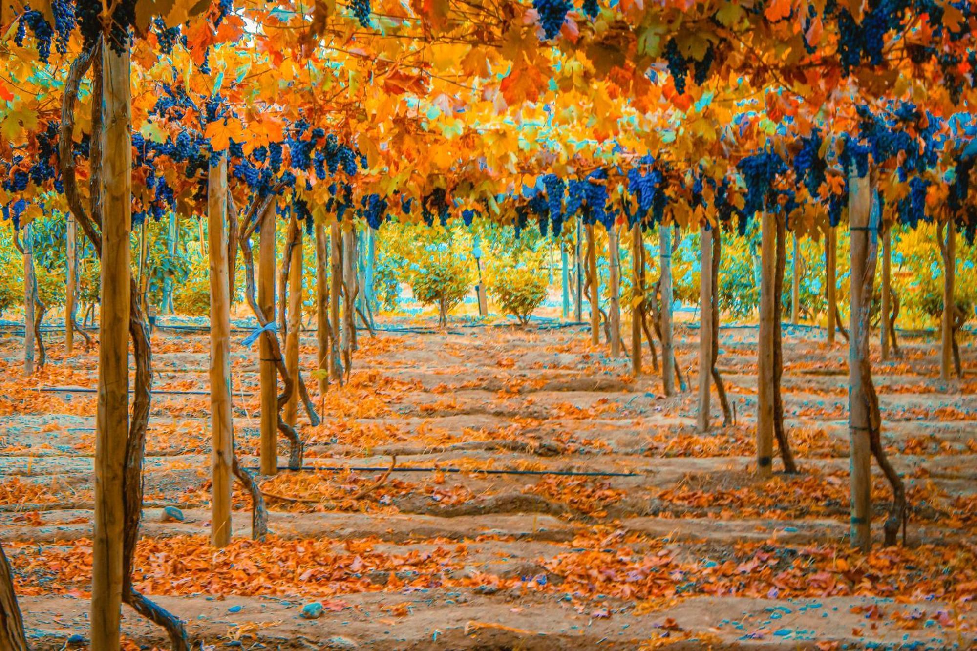 Cava Colchagua Boutique Santa Cruz