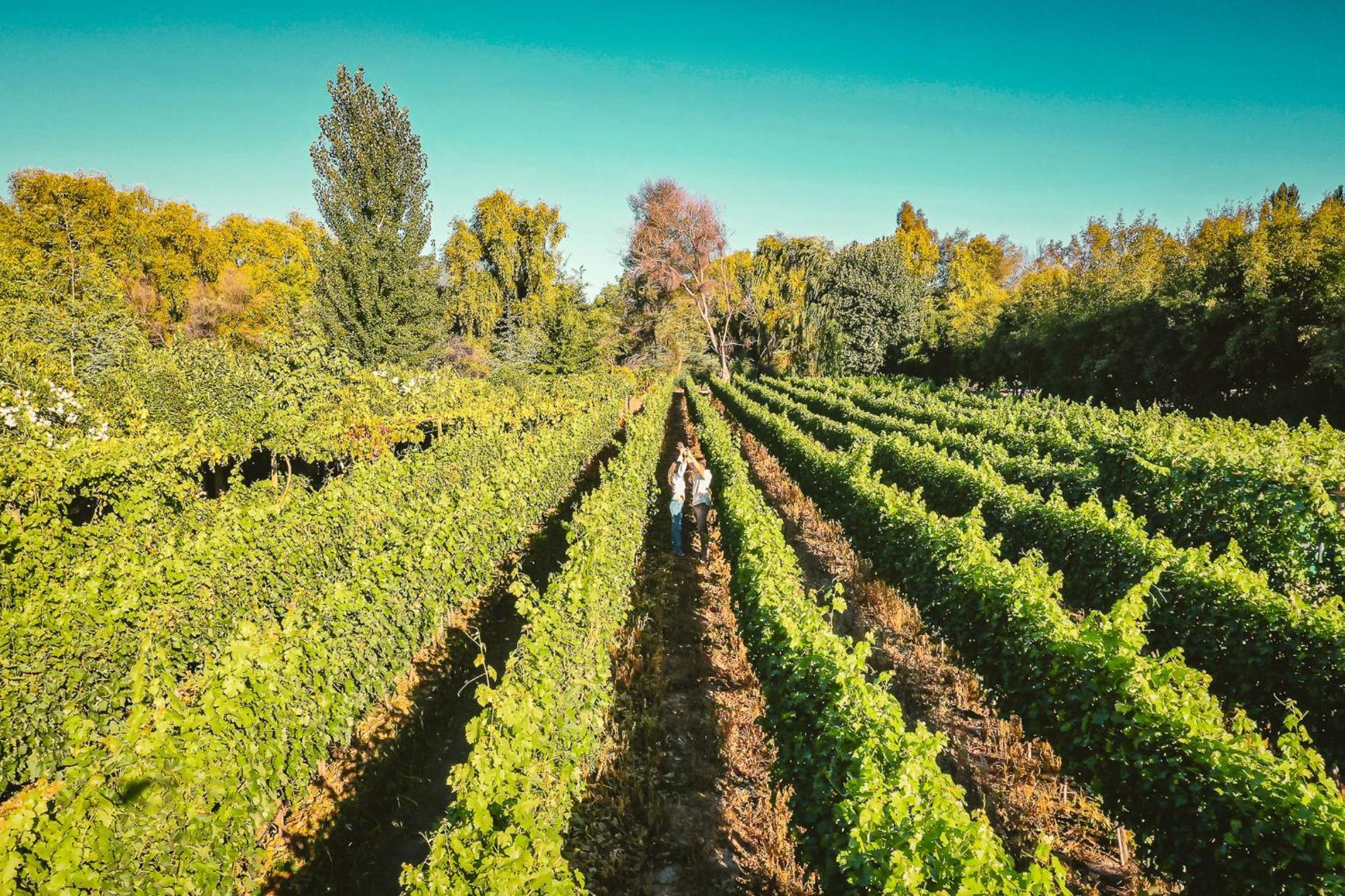 Cava Colchagua Boutique Santa Cruz