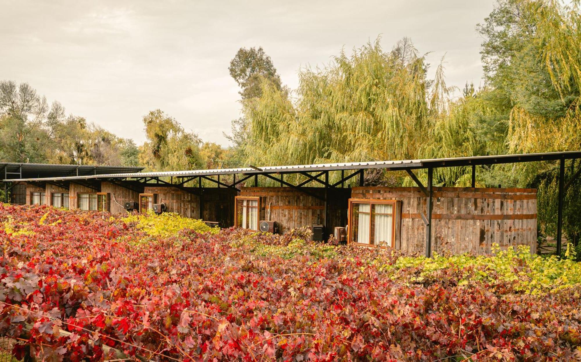 Cava Colchagua Boutique Santa Cruz